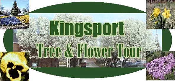 Kingsport Tree & Flower Tour